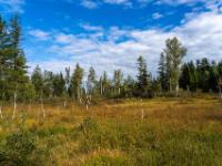 Moorgebiet mit lichtem Moorbirkenhain